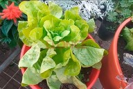Claves para una huerta en casa: los consejos esenciales de una ingeniera agrónoma