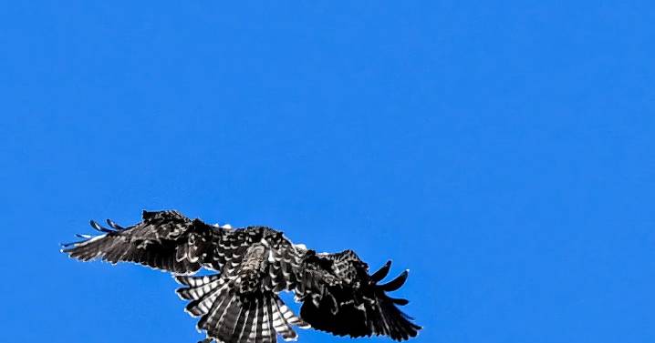 Incoming osprey