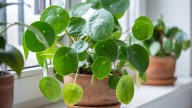 Growing Pilea Peperomioides - Your Ultimate Guide To This Popular Houseplant