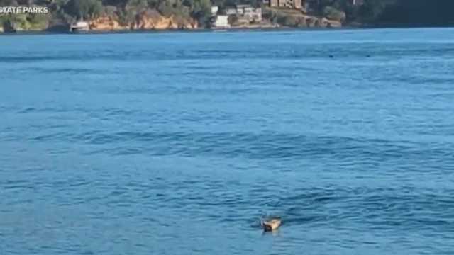 Coyotes are swimming all the way to San Francisco's Angel Island