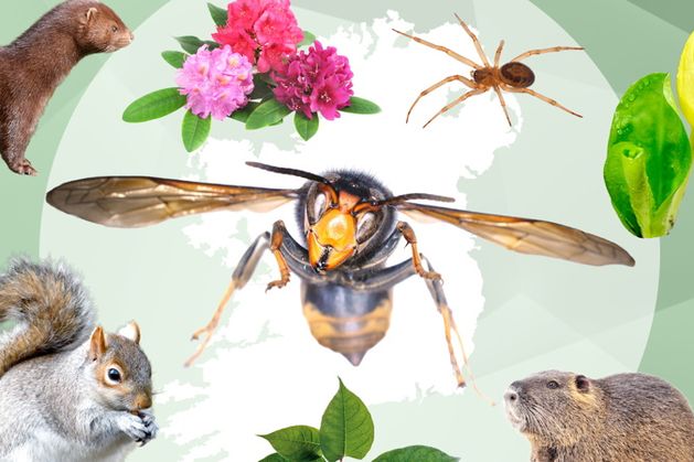 Asian hornets, mink, coypu and clams: the desperate battle against invasive species in Ireland