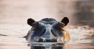 Hippo capsizes boat in Ivory Coast; 11 people missing, including children and baby