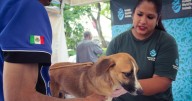 México refuerza campaña contra la rabia en el Día Mundial de Lucha contra la enfermedad