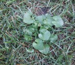 Wild violet control is difficult, but possible