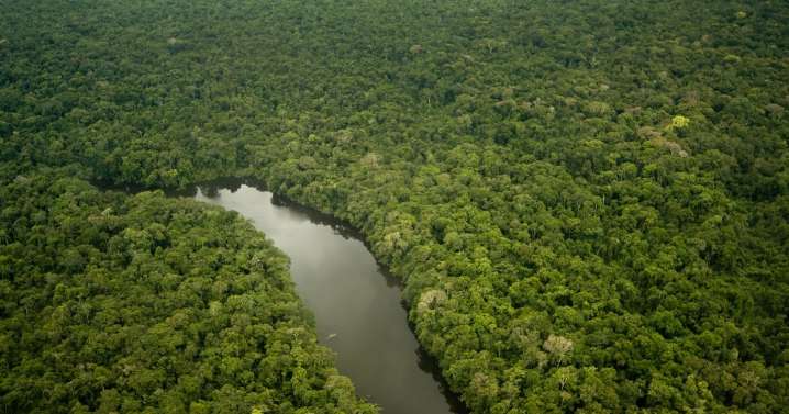 Giant trees of the Amazon get taller as forests fatten up on carbon dioxide