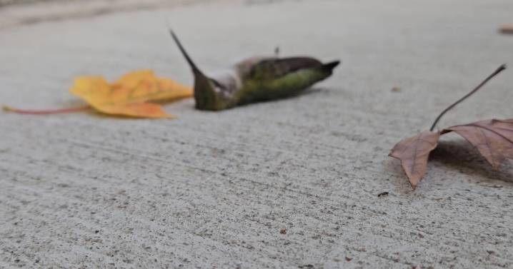 For migrating birds, windows are a matter of life or death