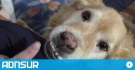 Crueldad en Comodoro: mataron de un tiro en el corazón a “Rubio”, el perro que era parte de una familia