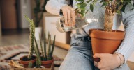 Plantas que purifican el aire: 6 opciones fáciles de cuidar para tu hogar