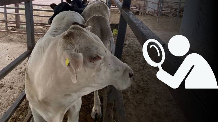 Gusano barrenador: autoridades ya atienden caso en Nuevo León