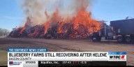 Blueberry farmers still face Helene recovery one year later