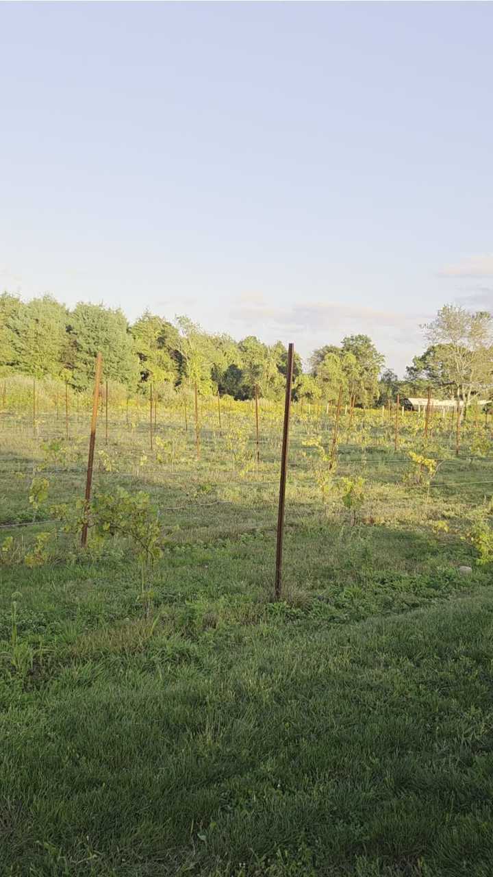The food from the film 'Ratatouille' inspired Fairhaven vineyard event