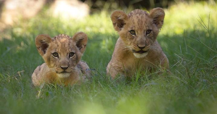 Fort Worth Zoo welcomes lion cubs, a brother