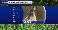 Your September 3 dog walking forecast