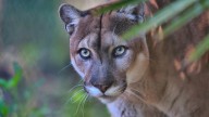 Landowners enrolled for Panther conservation