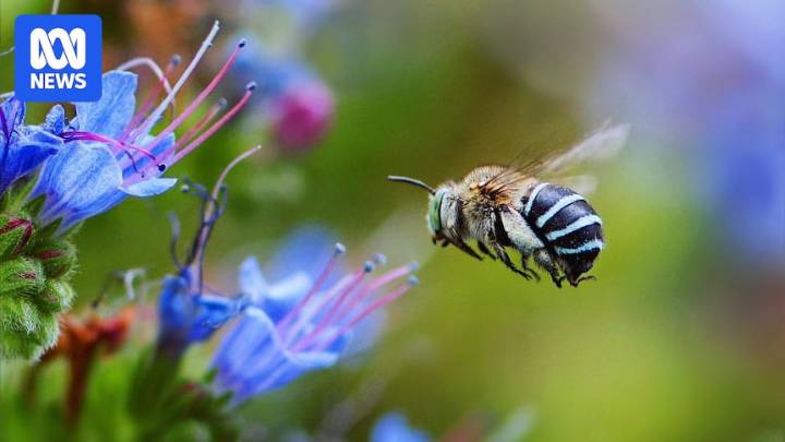 Residents encouraged to attract native bees amid varroa mite spread