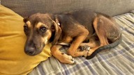 And puppy makes three for Bill Ervolino's family