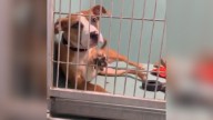 New York Shelter Pup’s Adorable Trick To Make Everyone Pause And Play Will Warm Your Heart