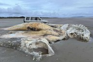 Enorme cadáver de criatura marina desconocida es hallado en playa de Inglaterra