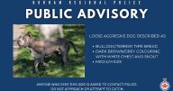 Police issue advisory for ‘aggressive dog’ on the loose in Oshawa, Ont.