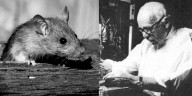 El experimento con ratas que reveló cómo el miedo extremo puede llevar a la muerte