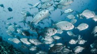 Los impactos humanos sobre el océano se duplicarán en 25 años, según un estudio