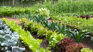 The 32 Best Self-Seeding Vegetables To Grow In Your Garden