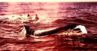 Boat-Attacking Orcas Are Back for Vengeance