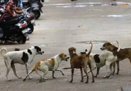 Six injured as two families clash in Bhiwandi over dog defecating...