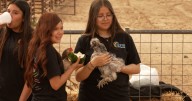 Santa Barbara County holds 7th annual Farm Day