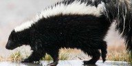 Skunk tests positive for rabies in Colchester