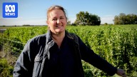 Even without Trump's tariffs, Australian farmers are losing out on billions of dollars