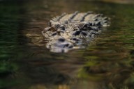 Escaped pet crocodile found walking along Pa. town streets