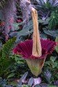 Rare corpse flower blooms at San Diego Botanic Garden