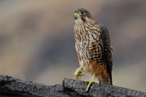 A raptor with no qualms about eating its opponents wins New Zealand's annual bird election