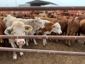 Se aplicaron protocolos sanitarios en Nuevo León después de hallar gusano barrenador en el ganado