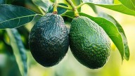 Cómo tener paltas en menos de cinco años: el truco de los expertos en jardinería