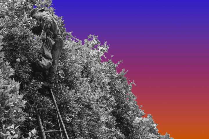 Trump’s anti-visa policies are going to leave us hungry.