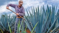 Padecen agaveros por sobreproducción