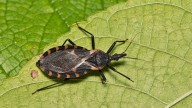 'Kissing bug' disease is endemic in US, researchers say