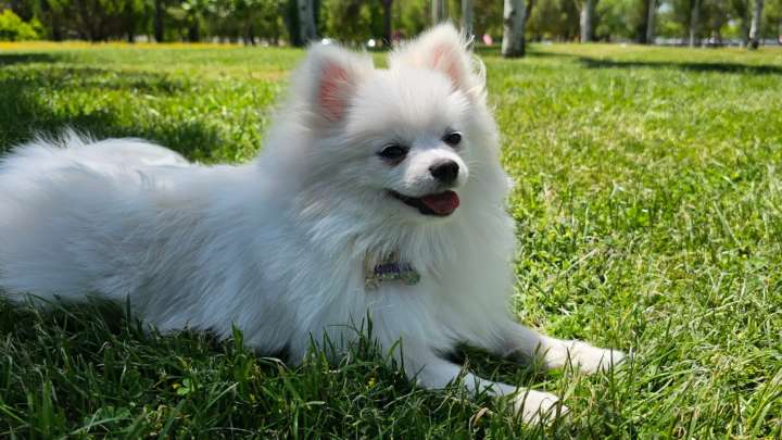 Perros zurdos y diestros: la ciencia detrás de la pata dominante