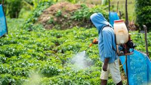 Eating some fruits and veggies can increase toxic pesticides in your body