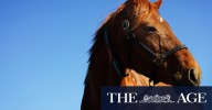 Pimlico set for big-money maiden at Canterbury