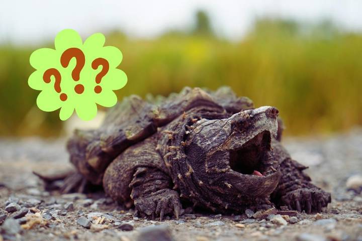 Concerns Grow Over Alligator Snapping Turtle Discovery in WA