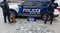 Perro policía frustra envío de drogas en León; detectan 20.9 kilos de marihuana ocultos entre dulces