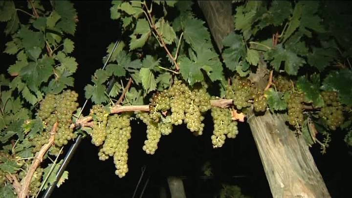 Apuñalan a un temporero de la vendimia mientras dormía en Rincón de Soto, La Rioja