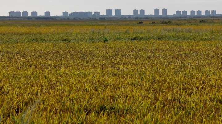 Alerta por la pérdida de variedades tradicionales de arroz