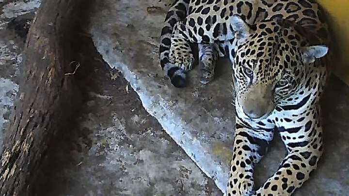 Jaguar es rescatado en la cuenca del río Bogotá y entra en valoración para su liberación