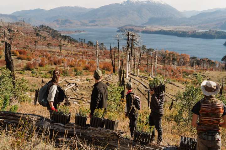 Ambiente amenazado. Cuatro iniciativas que se dedican a reforestar y restaurar los ecosistemas patagónicos
