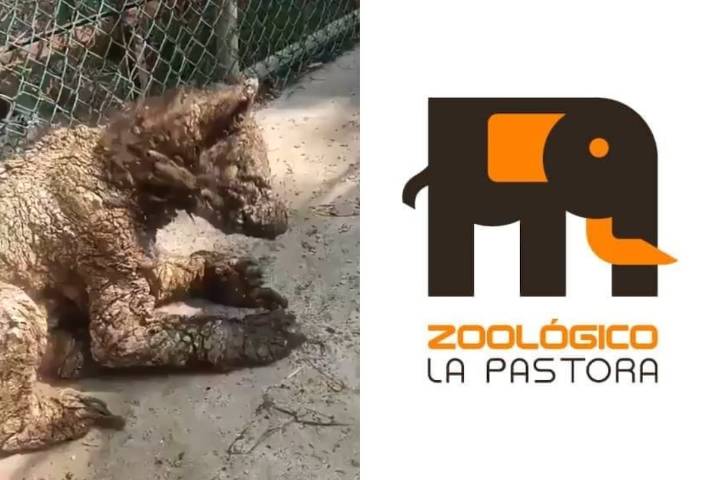 Caso de osa en grave estado de descuido en zoológico enciende las alarmas en Nuevo León