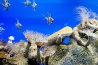 UN welcomes ratification of ocean biodiversity protection agreement